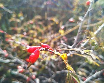 Close-up of red flowers on tree