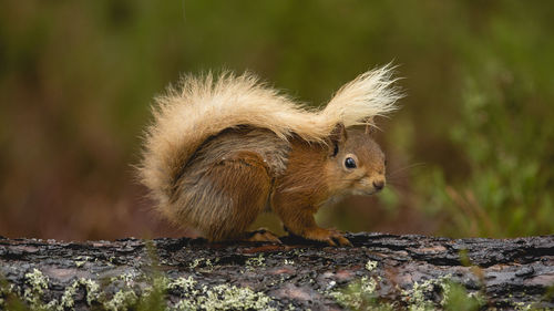 Close-up of squirrel