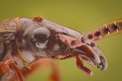 Close-up of insect