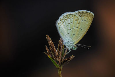 Close-up of butterfly pollinating on flower