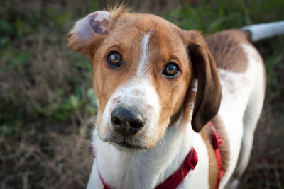 Closeup portrait of a funny puppy face with an ear upside down outdoors.