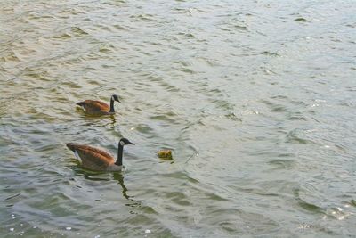 High angle view of geese swimming in lake