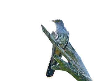 Low angle view of bird perching on white background