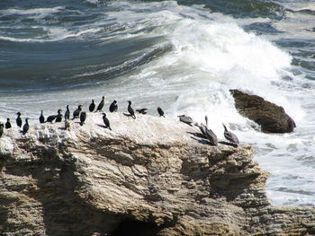 View of birds in sea