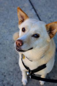 High angle portrait of dog sitting outdoors