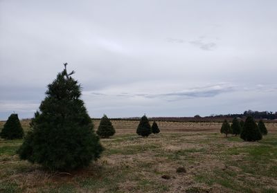 Christmas tree farm near belleville illinois