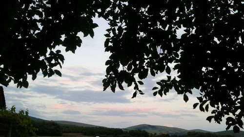 Low angle view of silhouette trees against sky