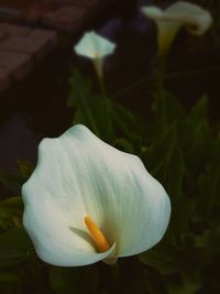 Close-up of white flowers blooming outdoors