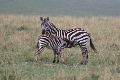 Zebra standing on field with child 