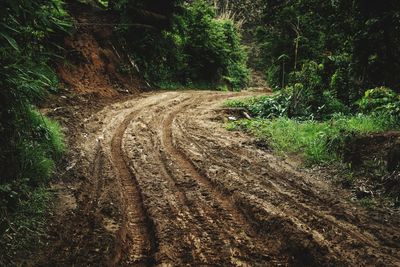 Dirt road amidst trees in forest