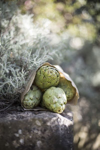 Close-up of fruit