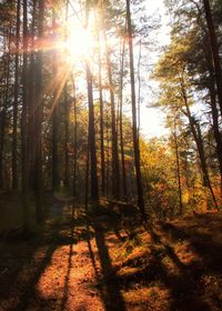 Sunlight streaming through trees in forest