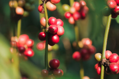 Close-up of red berries growing on tree