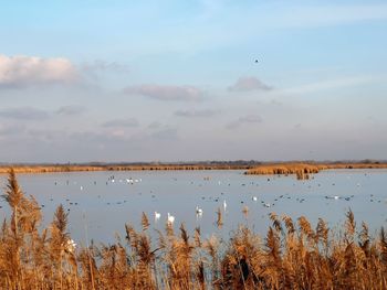 Scenic view of lake against sky