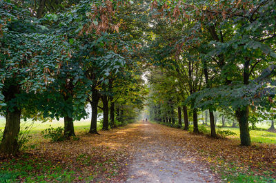 Road amidst trees in forest during autumn