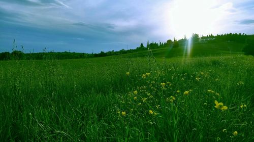 Scenic view of grassy field against sky