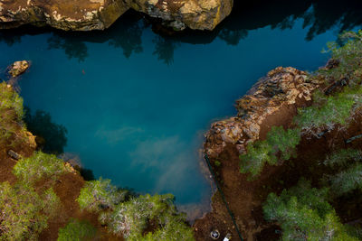 High angle view of coral in sea