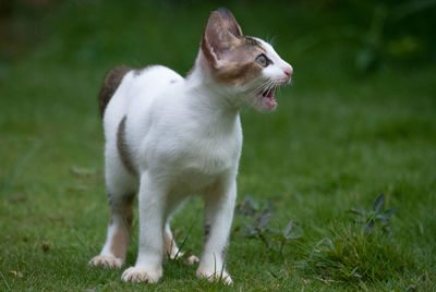 Cat meowing on grassy field