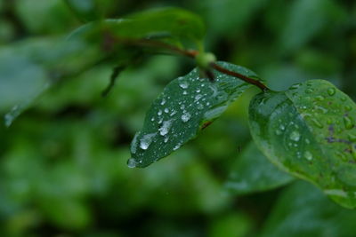 Close-up of water drops on leaf