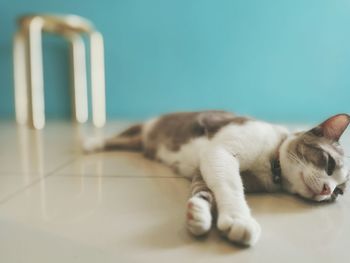 Close-up of cat lying down