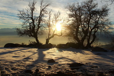 Bare trees on snow covered landscape during sunset