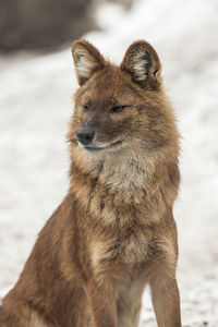 Close-up of wild dog looking away