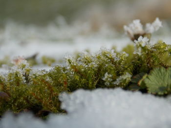 Close-up of plants during winter