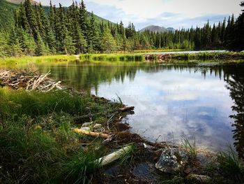 Scenic view of lake and trees in forest