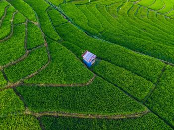 Scenic view of agricultural field