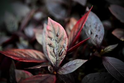 Close-up of red leaves on plant