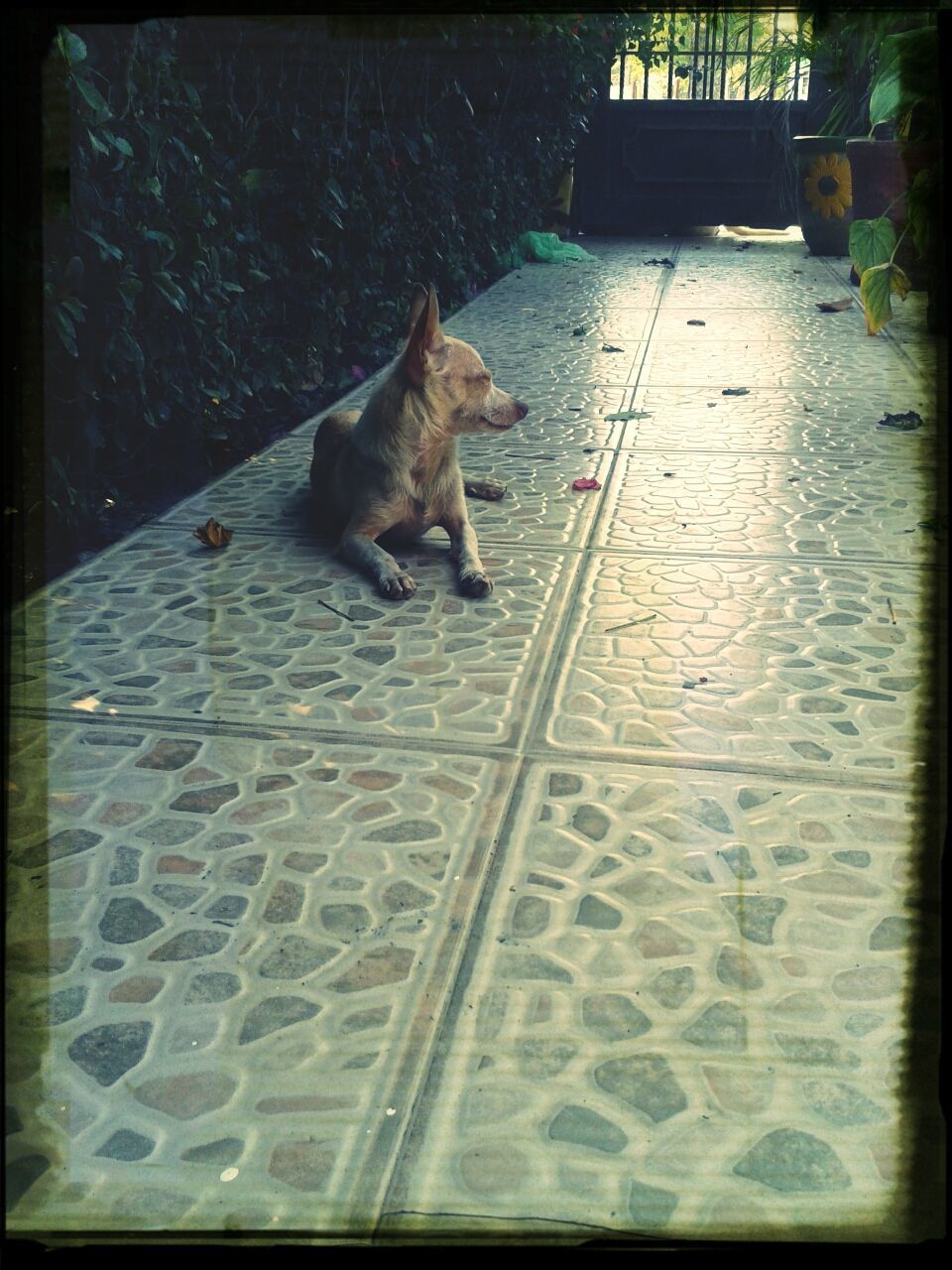 pets, domestic animals, one animal, animal themes, transfer print, mammal, dog, domestic cat, auto post production filter, high angle view, cat, the way forward, paving stone, sunlight, cobblestone, steps, built structure, street, sidewalk, tiled floor