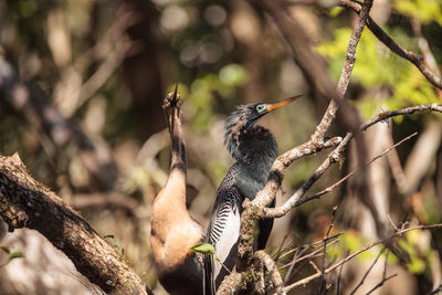 Close-up of bird perching on branch