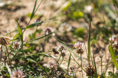 Close-up of bee on plant