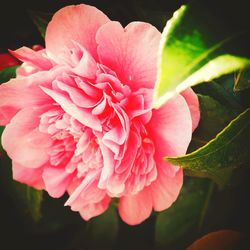 Close-up of pink flowers