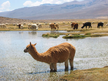 Horses grazing on field by lake against sky