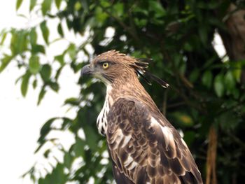 Close-up of owl perching on tree