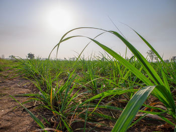 Plants growing on field against sky