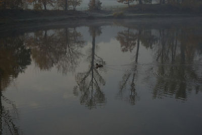 Reflection of trees in lake