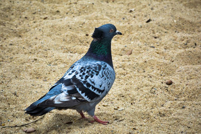 Close-up of pigeon perching on sand