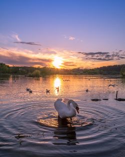 Swan floating on lake against sky during sunset