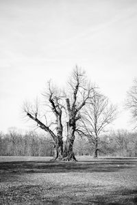 Bare trees on landscape against sky