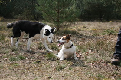 Low section of pet owner with dogs on field