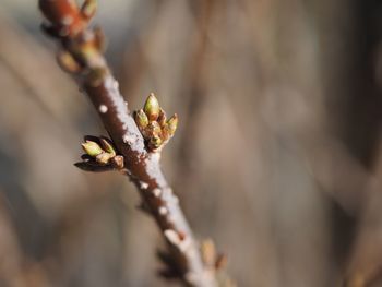 Close-up of flower buds on twig