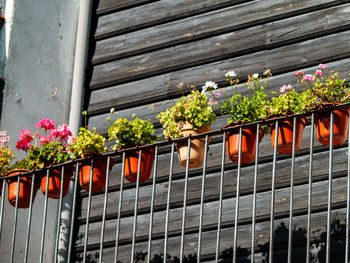 Low angle view of potted plants