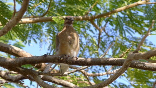 Low angle view of bird perching on tree