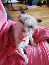 Close-up of dog relaxing at home