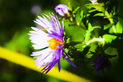 Close-up of purple flowering plant