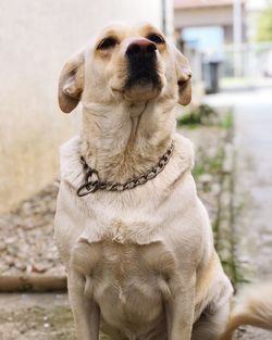 Close-up of a dog looking away