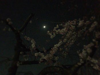 Low angle view of illuminated tree against sky at night