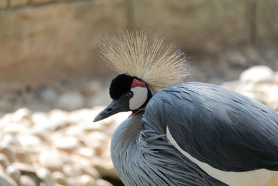 Close-up of bird